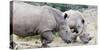 White rhino (Ceratotherium simum), Hluhluwe-Imfolozi Park, Kwazulu-Natal, South Africa, Africa-Christian Kober-Stretched Canvas