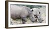 White rhino (Ceratotherium simum), Hluhluwe-Imfolozi Park, Kwazulu-Natal, South Africa, Africa-Christian Kober-Framed Photographic Print