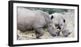 White rhino (Ceratotherium simum), Hluhluwe-Imfolozi Park, Kwazulu-Natal, South Africa, Africa-Christian Kober-Framed Photographic Print