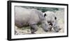 White rhino (Ceratotherium simum), Hluhluwe-Imfolozi Park, Kwazulu-Natal, South Africa, Africa-Christian Kober-Framed Photographic Print