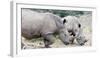 White rhino (Ceratotherium simum), Hluhluwe-Imfolozi Park, Kwazulu-Natal, South Africa, Africa-Christian Kober-Framed Photographic Print