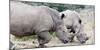 White rhino (Ceratotherium simum), Hluhluwe-Imfolozi Park, Kwazulu-Natal, South Africa, Africa-Christian Kober-Mounted Photographic Print