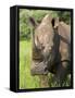 White Rhino, Ceratotherium Simum, in Pilanesberg Game Reseeve, North West Province, South Africa-Ann & Steve Toon-Framed Stretched Canvas