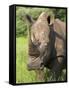 White Rhino, Ceratotherium Simum, in Pilanesberg Game Reseeve, North West Province, South Africa-Ann & Steve Toon-Framed Stretched Canvas