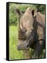 White Rhino, Ceratotherium Simum, in Pilanesberg Game Reseeve, North West Province, South Africa-Ann & Steve Toon-Framed Stretched Canvas