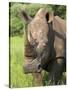 White Rhino, Ceratotherium Simum, in Pilanesberg Game Reseeve, North West Province, South Africa-Ann & Steve Toon-Stretched Canvas