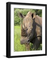 White Rhino, Ceratotherium Simum, in Pilanesberg Game Reseeve, North West Province, South Africa-Ann & Steve Toon-Framed Photographic Print