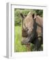 White Rhino, Ceratotherium Simum, in Pilanesberg Game Reseeve, North West Province, South Africa-Ann & Steve Toon-Framed Photographic Print