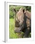 White Rhino, Ceratotherium Simum, in Pilanesberg Game Reseeve, North West Province, South Africa-Ann & Steve Toon-Framed Photographic Print