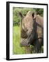 White Rhino, Ceratotherium Simum, in Pilanesberg Game Reseeve, North West Province, South Africa-Ann & Steve Toon-Framed Photographic Print