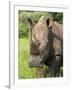 White Rhino, Ceratotherium Simum, in Pilanesberg Game Reseeve, North West Province, South Africa-Ann & Steve Toon-Framed Photographic Print