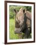 White Rhino, Ceratotherium Simum, in Pilanesberg Game Reseeve, North West Province, South Africa-Ann & Steve Toon-Framed Photographic Print