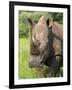 White Rhino, Ceratotherium Simum, in Pilanesberg Game Reseeve, North West Province, South Africa-Ann & Steve Toon-Framed Photographic Print