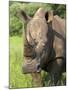 White Rhino, Ceratotherium Simum, in Pilanesberg Game Reseeve, North West Province, South Africa-Ann & Steve Toon-Mounted Photographic Print