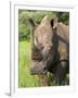 White Rhino, Ceratotherium Simum, in Pilanesberg Game Reseeve, North West Province, South Africa-Ann & Steve Toon-Framed Photographic Print