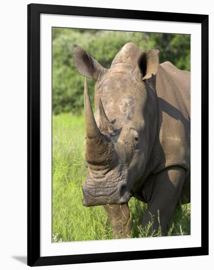 White Rhino, Ceratotherium Simum, in Pilanesberg Game Reseeve, North West Province, South Africa-Ann & Steve Toon-Framed Photographic Print