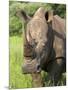 White Rhino, Ceratotherium Simum, in Pilanesberg Game Reseeve, North West Province, South Africa-Ann & Steve Toon-Mounted Photographic Print