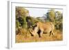 White rhino (Ceratotherium simum), Kruger National Park, South Africa, Africa-Christian Kober-Framed Photographic Print