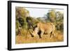 White rhino (Ceratotherium simum), Kruger National Park, South Africa, Africa-Christian Kober-Framed Photographic Print