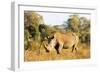 White rhino (Ceratotherium simum), Kruger National Park, South Africa, Africa-Christian Kober-Framed Photographic Print