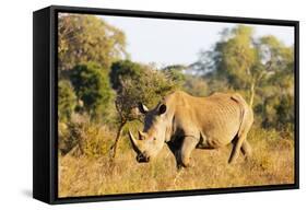 White rhino (Ceratotherium simum), Kruger National Park, South Africa, Africa-Christian Kober-Framed Stretched Canvas