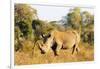 White rhino (Ceratotherium simum), Kruger National Park, South Africa, Africa-Christian Kober-Framed Photographic Print