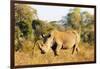 White rhino (Ceratotherium simum), Kruger National Park, South Africa, Africa-Christian Kober-Framed Photographic Print