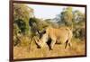 White rhino (Ceratotherium simum), Kruger National Park, South Africa, Africa-Christian Kober-Framed Photographic Print