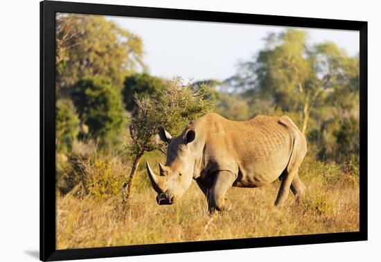 White rhino (Ceratotherium simum), Kruger National Park, South Africa, Africa-Christian Kober-Framed Photographic Print