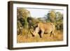 White rhino (Ceratotherium simum), Kruger National Park, South Africa, Africa-Christian Kober-Framed Photographic Print