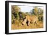 White rhino (Ceratotherium simum), Kruger National Park, South Africa, Africa-Christian Kober-Framed Photographic Print