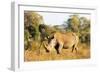 White rhino (Ceratotherium simum), Kruger National Park, South Africa, Africa-Christian Kober-Framed Premium Photographic Print