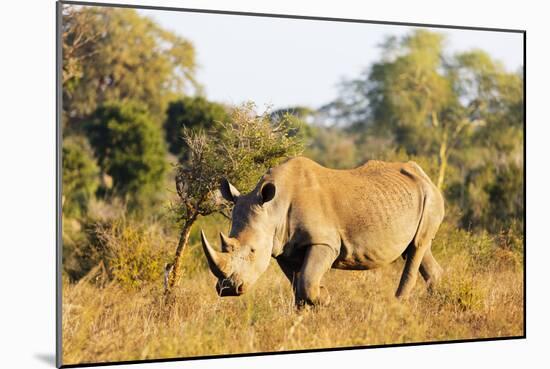 White rhino (Ceratotherium simum), Kruger National Park, South Africa, Africa-Christian Kober-Mounted Premium Photographic Print