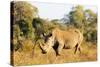 White rhino (Ceratotherium simum), Kruger National Park, South Africa, Africa-Christian Kober-Stretched Canvas