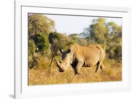 White rhino (Ceratotherium simum), Kruger National Park, South Africa, Africa-Christian Kober-Framed Photographic Print