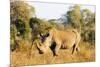 White rhino (Ceratotherium simum), Kruger National Park, South Africa, Africa-Christian Kober-Mounted Photographic Print