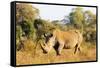 White rhino (Ceratotherium simum), Kruger National Park, South Africa, Africa-Christian Kober-Framed Stretched Canvas