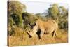 White rhino (Ceratotherium simum), Kruger National Park, South Africa, Africa-Christian Kober-Stretched Canvas