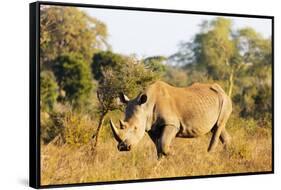 White rhino (Ceratotherium simum), Kruger National Park, South Africa, Africa-Christian Kober-Framed Stretched Canvas