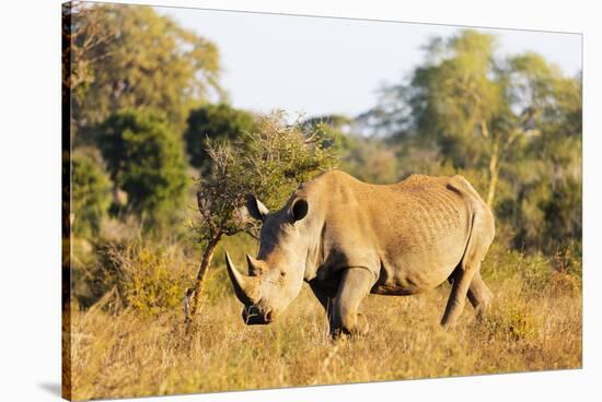 White rhino (Ceratotherium simum), Kruger National Park, South Africa, Africa-Christian Kober-Stretched Canvas