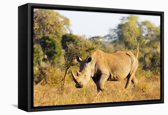 White rhino (Ceratotherium simum), Kruger National Park, South Africa, Africa-Christian Kober-Framed Stretched Canvas