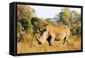 White rhino (Ceratotherium simum), Kruger National Park, South Africa, Africa-Christian Kober-Framed Stretched Canvas