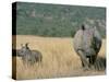 White Rhino (Ceratotherium Simum) Mother and Calf, Itala Game Reserve, South Africa, Africa-Steve & Ann Toon-Stretched Canvas