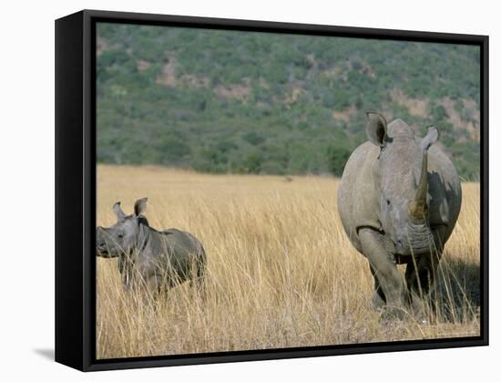 White Rhino (Ceratotherium Simum) Mother and Calf, Itala Game Reserve, South Africa, Africa-Steve & Ann Toon-Framed Stretched Canvas