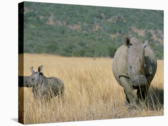 White Rhino (Ceratotherium Simum) Mother and Calf, Itala Game Reserve, South Africa, Africa-Steve & Ann Toon-Stretched Canvas