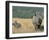 White Rhino (Ceratotherium Simum) Mother and Calf, Itala Game Reserve, South Africa, Africa-Steve & Ann Toon-Framed Photographic Print