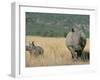 White Rhino (Ceratotherium Simum) Mother and Calf, Itala Game Reserve, South Africa, Africa-Steve & Ann Toon-Framed Photographic Print