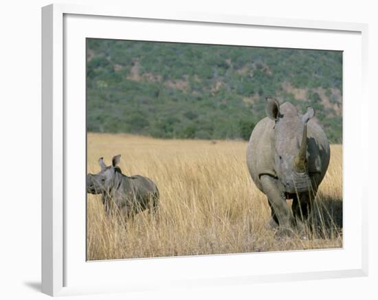 White Rhino (Ceratotherium Simum) Mother and Calf, Itala Game Reserve, South Africa, Africa-Steve & Ann Toon-Framed Photographic Print