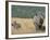 White Rhino (Ceratotherium Simum) Mother and Calf, Itala Game Reserve, South Africa, Africa-Steve & Ann Toon-Framed Photographic Print