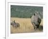 White Rhino (Ceratotherium Simum) Mother and Calf, Itala Game Reserve, South Africa, Africa-Steve & Ann Toon-Framed Photographic Print